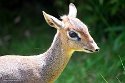 GBCC1244717 Kirks dikdik / Madoqua kirkii