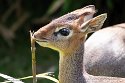 GBCC1244728 Kirks dikdik / Madoqua kirkii