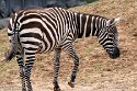 GBCC1244776 Selouszebra / Equus quagga borensis