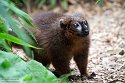 GBCC1244810 roodbuikmaki / Eulemur rubriventer