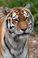 GBCC1244839 Siberische tijger / Panthera tigris altaica