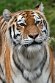 GBCC1244847 Siberische tijger / Panthera tigris altaica