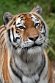 GBCC1244854 Siberische tijger / Panthera tigris altaica