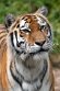 GBCC1244859 Siberische tijger / Panthera tigris altaica