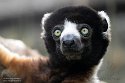 GBCW1243777 kroonsifaka / Propithecus coronatus