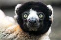 GBCW1243782 kroonsifaka / Propithecus coronatus