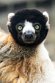 GBCW1243791 kroonsifaka / Propithecus coronatus