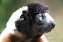 GBCW1243800 kroonsifaka / Propithecus coronatus