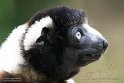 GBCW1243802 kroonsifaka / Propithecus coronatus