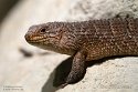 GBCW1243836 doornstaartskink / Egernia stokesii