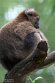 GBCW1243887 grote bamboemaki / Prolemur simus