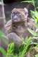 GBCW1243897 grote bamboemaki / Prolemur simus