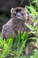 GBCW1243917 grote bamboemaki / Prolemur simus