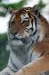 GBDZ01243482 Siberische tijger / Panthera tigris altaica