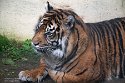 GBDC1242594 Sumatraanse tijger / Panthera tigris sumatrae