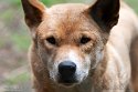 GBEZ01242960 dingo / Canis lupus dingo