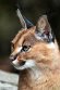 GBEZ01242974 caracal / Caracal caracal