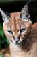 GBEZ01243005 caracal / Caracal caracal