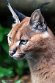 GBEZ01243007 caracal / Caracal caracal