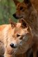 GBEZ01243062 dingo / Canis lupus dingo