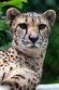 GBEZ01243073 jachtluipaard / Acinonyx jubatus