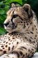 GBEZ01243075 jachtluipaard / Acinonyx jubatus