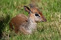 GBHZ1241664 Kirks dikdik / Madoqua kirkii