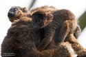 GBHZ1241707 roodkraagmaki / Eulemur collaris