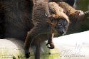 GBHZ1241711 roodkraagmaki / Eulemur collaris