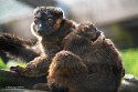 GBHZ1241726 roodkraagmaki / Eulemur collaris