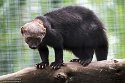 GBHZ1241755 tayra / Eira barbara