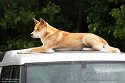 GBHZ1241793 dingo / Canis lupus dingo