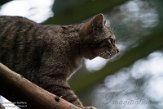 GBHW01222024 Schotse wilde kat / Felis silvestris grampia