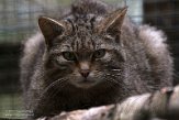 GBHW01222144 Schotse wilde kat / Felis silvestris grampia