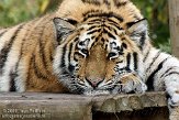GBHB1099913 Siberische tijger / Panthera tigris altaica