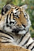 GBHB1099917 Siberische tijger / Panthera tigris altaica