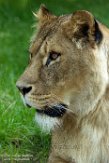 GBKS1174171 Afrikaanse leeuw / Panthera leo