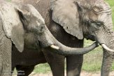 GBKS1174193 Afrikaanse olifant / Loxodonta africana