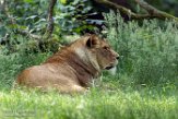 GBKS1174342 Afrikaanse leeuw / Panthera leo