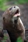 GBLS1243528 reuzenotter / Pteronura brasiliensis