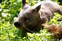 GBLS1243581 zuidelijke breedneuswombat / Lasiorhinus latifrons