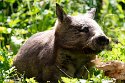 GBLS1243588 zuidelijke breedneuswombat / Lasiorhinus latifrons