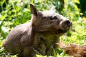 GBLS1243591 zuidelijke breedneuswombat / Lasiorhinus latifrons