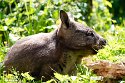 GBLS1243597 zuidelijke breedneuswombat / Lasiorhinus latifrons