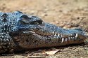 GBLS1243607 Cubaanse krokodil / Crocodylus rhombifer