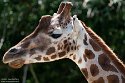 GBLS1243625 Rothschildgiraffe / Giraffa camelopardalis rothschildi