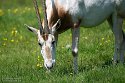 GBLS1243648 algazel / Oryx dammah