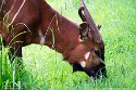 GBPZ1242781 bergbongo / Tragelaphus eurycerus isaaci