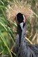 GBPZ1242818 zwarte kroonkraanvogel / Balearica pavonina