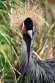 GBPZ1242819 zwarte kroonkraanvogel / Balearica pavonina